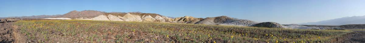 Panorama: Field of death valley wildflowers