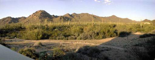 Panorama: Saguaro National Park