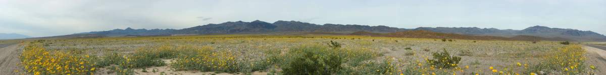 Panorama: Death valley wildflowers
