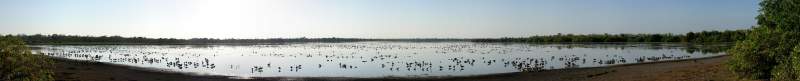 Panorama: Geese at Mamukala, Kakadu National Park
