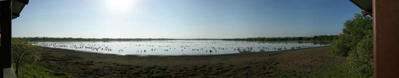 Panorama: Geese at Mamukala, Kakadu National Park