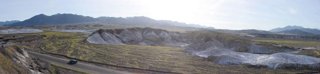 Panorama: Flowers at sunrise at Furnace Creek, Death Valley
