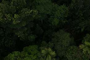 Look down into the rainforest from the gondola
