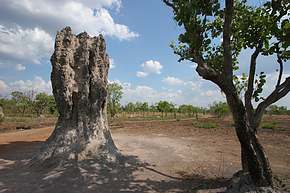 Termite mound, about 12'  high, with tree for scale
