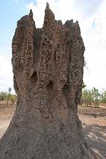 Close up of termite mound
