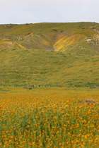 A valley with purple, orange and yellow over a plain of gold
