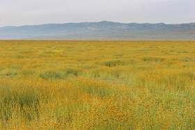 The extent of the yellow flower plain
