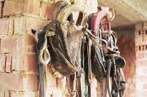 I just liked the look of these worn old saddles on the wall of the farmhouse.
