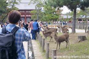 Nara's trademark deer are totally tame.  You have to force food on them.
