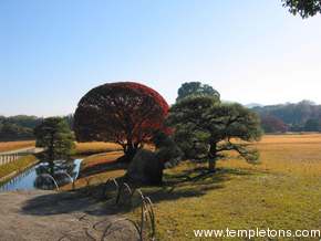 A solo red tree in Kraku-en Garden, Okayama
