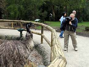 I shoot the picture of the Emu