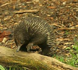 Echidna, the other egg-laying marsupial