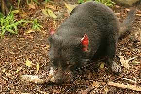 Tasmanian Devil takes a bite.  These things really do run in circles all the time