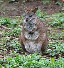 Wallaby on guard