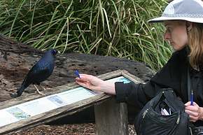 Bower birds love blue things to build their bowers