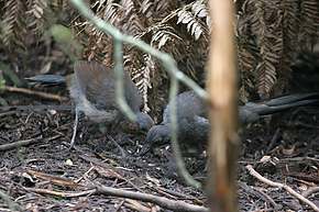 Mother Lyre Bird and chick
