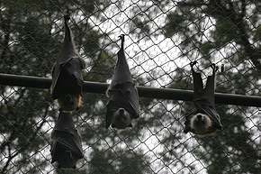 Flying foxes (fruit-bats) -- hang in there baby