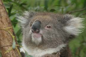Koalas just want to take it easy