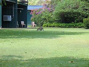 Wallaby with Joey on hotel grounds