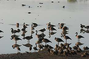 Geese gather at Mamukala