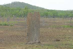 Magnetic termite mound in Litchfield