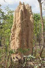 Ordinary termite mound next to the magnetic ones