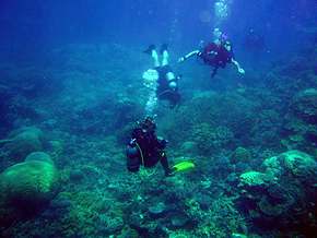 Three scuba divers explore the deeper reef