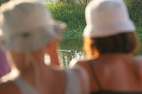 Tourists with crocodile