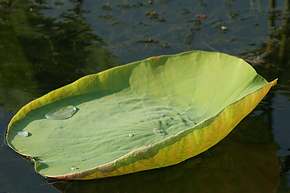 Lotus leaves have the ability to repel water.  People are looking into nanotech to do the same thing