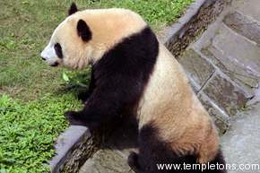 The female panda
