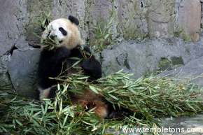 That sure is good bamboo