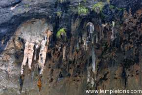 Stalactites hang from the rocks at the side of the river