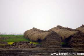 The hay is stored in piles with a roof, looking like houses.