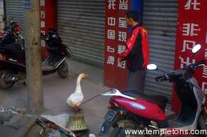 This man ties his duck to his motorcycle.  One way to keep a duck.