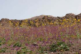 Pretty purple hillside crowned with desert gold