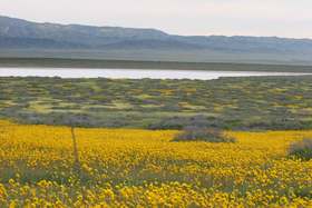 Brighter yellow flowers around soda lake (on cloudy day.)