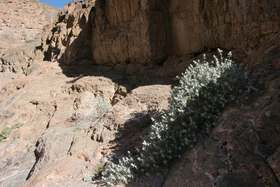 Death Valley Sage grows inside Titus canyon