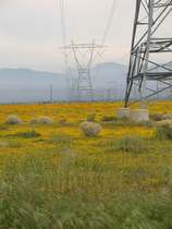 Near the poppy reserve, the fields were bright yellow