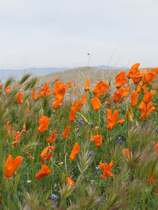 Antelope Valley Poppy Reserve