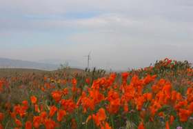 Windmill and poppies in the Antelope Valley Reserve