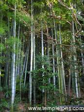 The bamboo forest at Shoren-in