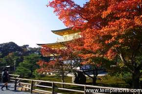 Red maple and the Kinkaku-ji
