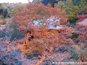 The beautiful trees of Kiyomizu-dera