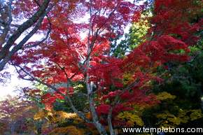 A stunning red maple in the park above Itsukushima shrine