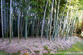 Bamboo forest in Koraku-en
