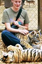 K. Plays with the two tiger cubs.
