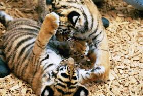 Two tiger cubs play at K's feet.